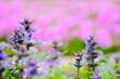 Leinwandbild Motiv 森で咲く美しい紫の花