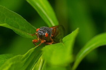 Sticker - Brood X adult cicada