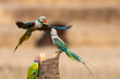 A pair of malabar parakeets fighting on a perch for a position to feed on rice paddy in the outskirts of Shivamooga, Karnataka