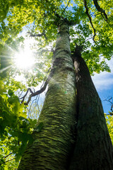 A pair of trees seems to be hugging each other in a forest under the bright afternoon sun.