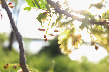 Sticker - Tamarindus indica flower