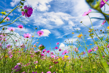 Wall Mural - colorful cosmos blooming in the beautiful garden flowers on hill landscape mountain and summer.