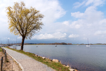 Canvas Print - Ein Baum neben dem Weg nach Maasholm