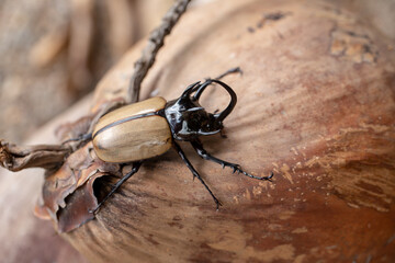 Yellow Five-horned rhinoceros beetle In nature background