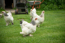 Brahma Chicken On The Farm, White Chicken On Green Grass, Poultry Breeding On The Farm, Poultry Breeding