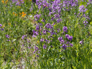 Sticker - Grappes de fleurs de Juliennes ou giroflées des Dames (Hesperis matronalis) de couleur rose lilacé sur tiges dénudées au feuillage basale lancéolé vert foncé à vert moyen et foncé