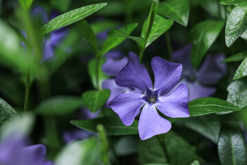 Lilac periwinkle Vinca flowers on a dark green leaves background