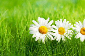 Wall Mural - Chamomile flowers on grass