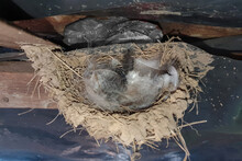 An Empty Swallow's Nest