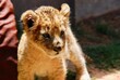Lion cub at a breeding farm standing in the sun