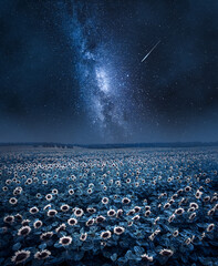 Wall Mural - milky way over sunflower field. agriculture in poland by night.