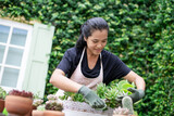 Fototapeta Lawenda - Happy Woman gardeners hand transplanting cactus and succulents plant in clay pots on the wooden table. Concept of home garden.