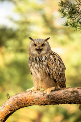 Wall Mural - eurasian eagle owl head, bubo bubo, a large species of eagle owl. sit in a tree, red eyes staring at