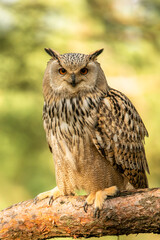 Wall Mural - eurasian eagle owl head, bubo bubo, a large species of eagle owl. sit in a tree, red eyes staring at