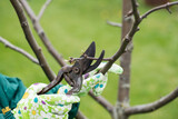 Fototapeta  - Prune Branches In Spring Garden Close Up.