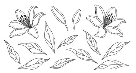 Wall Mural - lily flowers and leaves sketch