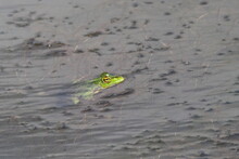 Frog In A Lake