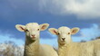 Schafe:"freie glückliche Lämmer"