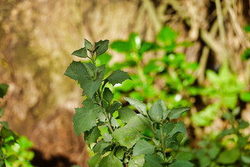 Wall Mural - Closeup of a dark green plant in a field