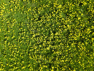 View from the air of dandelion field. Flowers blooming. Summer background.