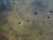 Couple of tadpoles in a pond