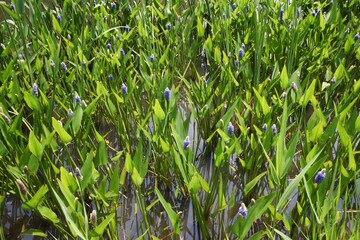 Canvas Print - Pickerel weed (Pontederia cordata). Pontederiaceae aquatic perennial grass.