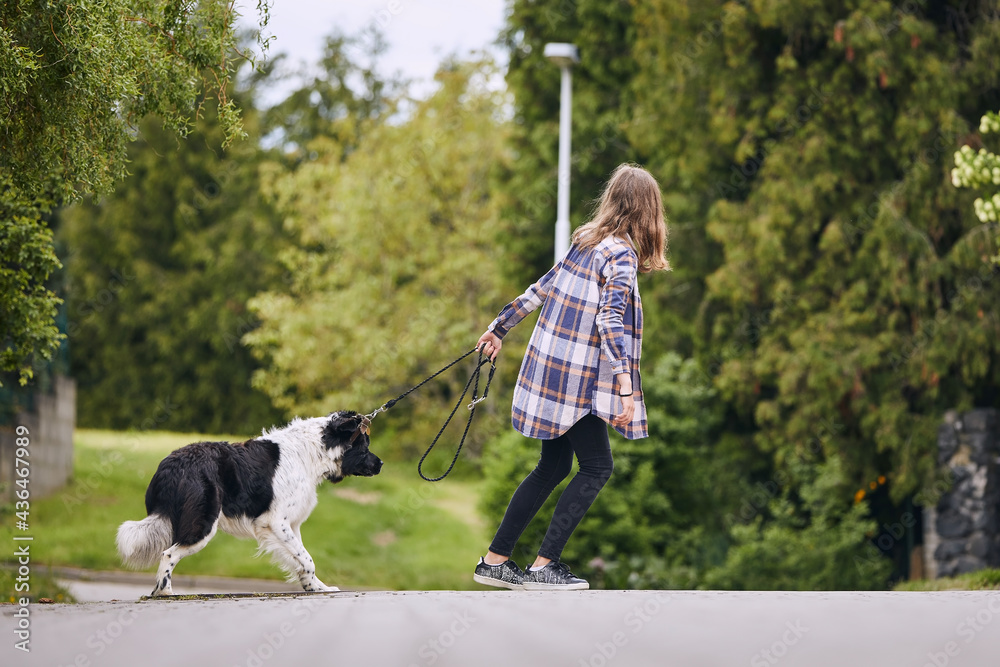 Teenager girl pulling his stubborn dog on pet leash during walk in city. - obrazy, fototapety, plakaty 