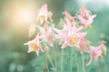 Wall Mural - pink aquilegia flowers in sunlight on a blurred green background. beautiful summer art photo of natu