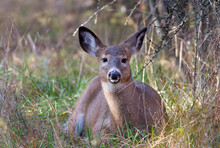 Female White-tailed Deer Resting In The Grass In Autumn In Canada