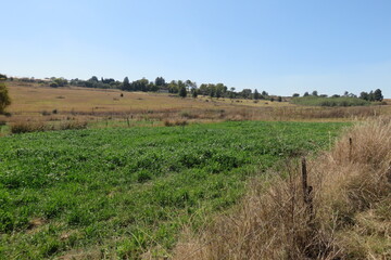 Winter farm landscape in South Africa with a green plantation in front of two large willow trees, and dry grass fields and scattered trees under a blue sky. Tranquil landscape