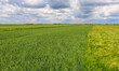 spring landscape with green field and blue sky with clouds