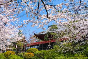 Wall Mural - 東京都台東区 上野公園、桜と清水観音堂