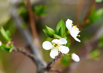 white young flowers of apple and cherry