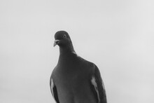 Grayscale Closeup Shot Of A Cute Pigeon Looking At The Camera With Wide Eyes Under A Clear Sky