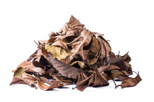 Pile Of Dried Tree Leaves, Dead, Collected Fallen And Discolored Leaves Isolated On White Background