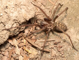 Wall Mural - first spring brown giant house spider