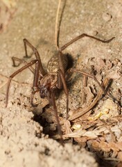 Wall Mural - first spring brown giant house spider