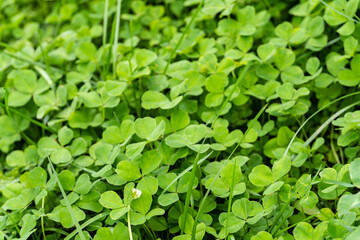 Macro shot of green fresh grass, lawn surface, nature texture, clover shamrock