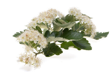 Sticker - rowan flowers isolated