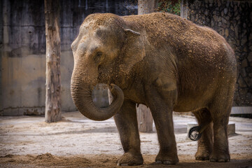 Indian elephant throws sand on himself