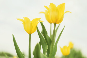 Wall Mural - Yellow tilips on the background of bright blue sky with light clouds. The concept of summer flowering, growing flowers, gardening. Image suitable for posters, postcards, photo pictures..