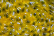 © Stacy Howell - Close up of passion fruit pulp