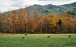 A herd of Manitoban elk graze on the open meadow grasses of Great Smoky Mountain National Park in front of golden fall trees and the autumn bluffs of the Appalachian Mountains, North Carolina, USA. 