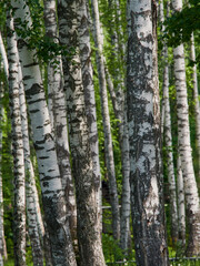 Wall Mural - Beautiful synny day in the forest. Birch trees among the path.