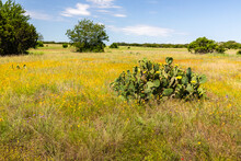 Field Of Yellow Wildflowers