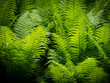 green fern leaves in the forest