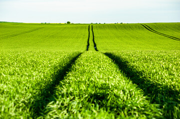 Wall Mural - Agricultural green field with rye, wheat, cereals. Sunny day