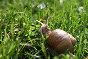 snail in green grass