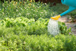 A person watering with a watering can a lettuce's bushes and herbs in a garden. Close up. Copy space. Nobody. Summer gardening concept