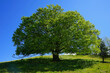 © keBu.Medien - Schöner Baum mit großer Krone auf einem Hügel im Sommer, Wiese, Sonnenstrahlen